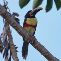 Black-necked Aracari